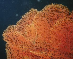 F�cherkoralle