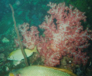 Juwelenbarsch vor Koralle