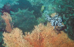 Koralle mit Fisch