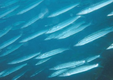Barracudas