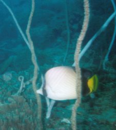 Halsband-Falterfisch