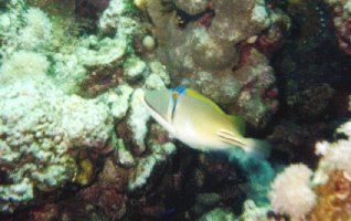 Picasso-Dr&uuml;ckerfisch