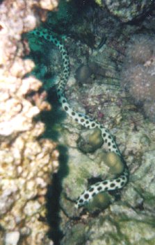 Gepunkteter Schlangenaal