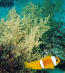 Clownfisch vor Weichkoralle