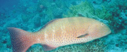 Juwelen-Zackenbarsch