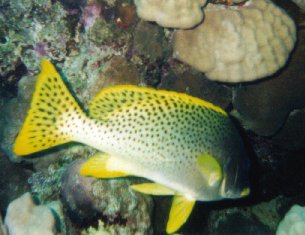 Schwarztupfen-S&uuml;sslippe