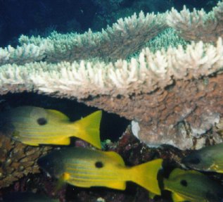 Blaustreifen-Schnapper