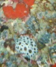 Leopardenschnecke (Discodoris atromaculata)