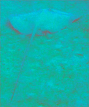 Junger Leopardenrochen