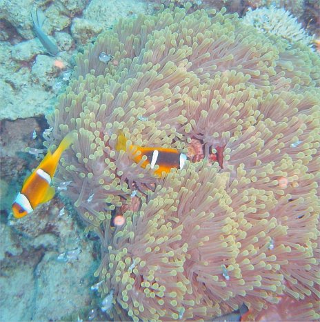 Anemonen-Riffbarsche