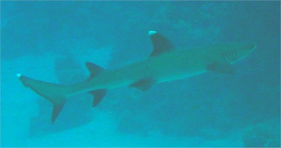 Mein erster Wei�spitzen-Riffhai vor der Kamera